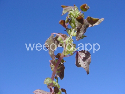pellitory, Florida